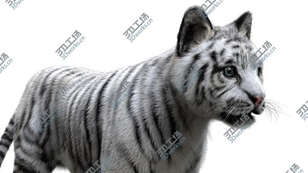 images/goods_img/20210312/3D White Tiger Baby Fur/5.jpg